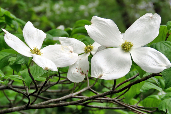 花言葉で片思いを伝えるのはこの５つの花